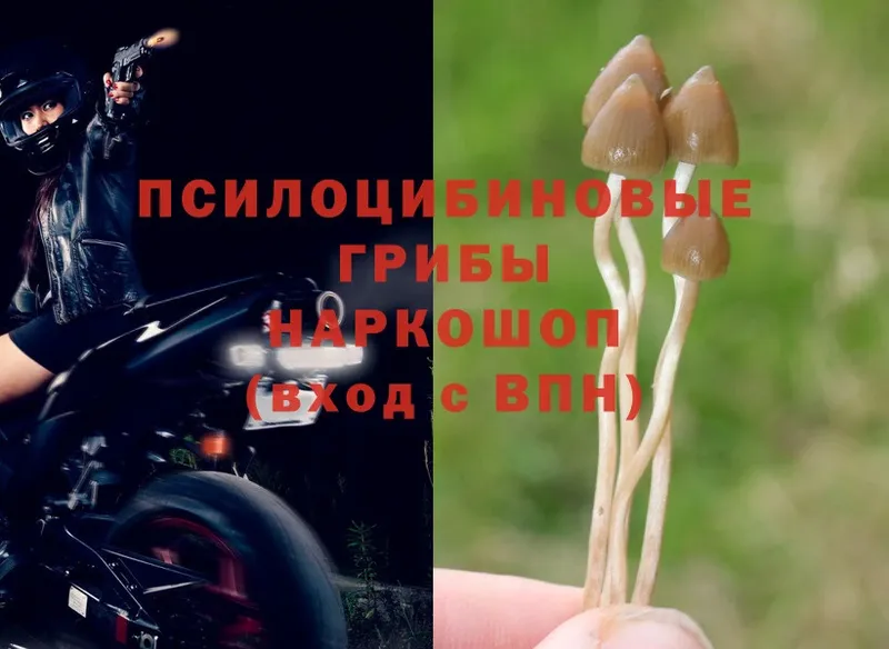 наркота  Борзя  OMG зеркало  Галлюциногенные грибы Psilocybine cubensis 